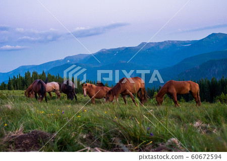 Riding in the Carpathians 60672594