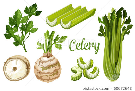 Organic farm bio celery leaf, stem and tuber root 60672648