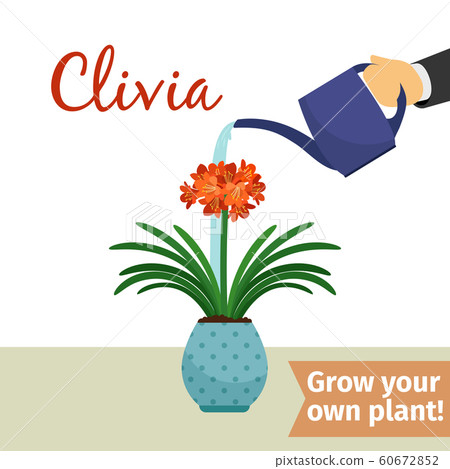 Hand watering clivia plant Hand watering clivia plant 60672852