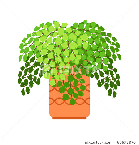 Adiantum house plant 60672876