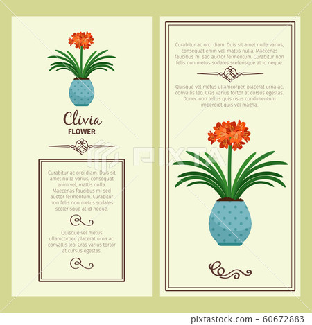 Clivia flower in pot banners 60672883