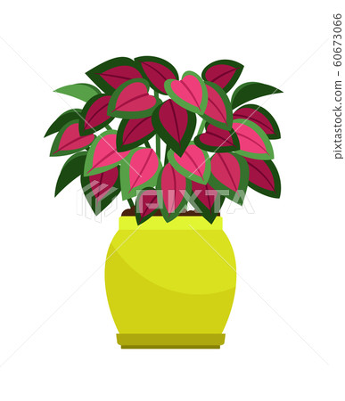 Coleus house plant in flower pot 60673066