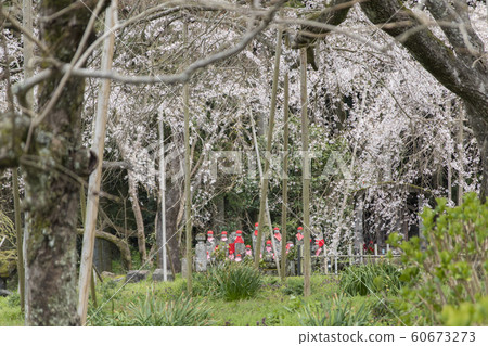 Cherry Blossoms Cherry Blossoms 60673273