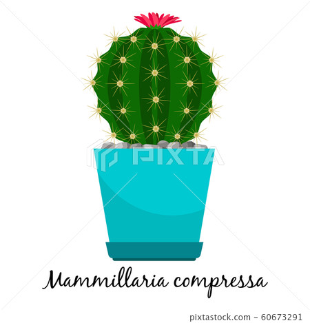 Mammillaria compressa cactus in pot Mammillaria compressa cactus in pot 60673291