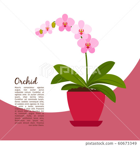 Orchid indoor plant in pot banner 60673349