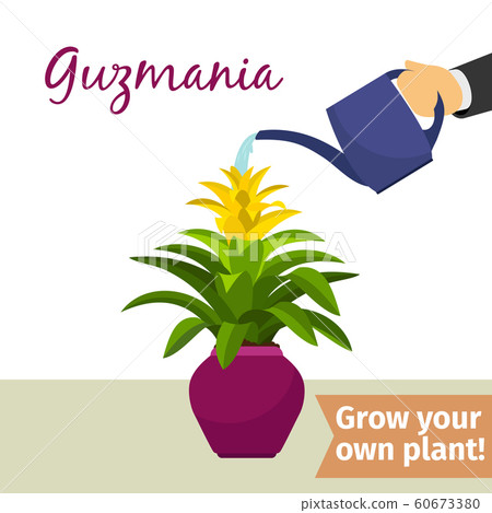 Hand watering guzmania plant Hand watering guzmania plant 60673380