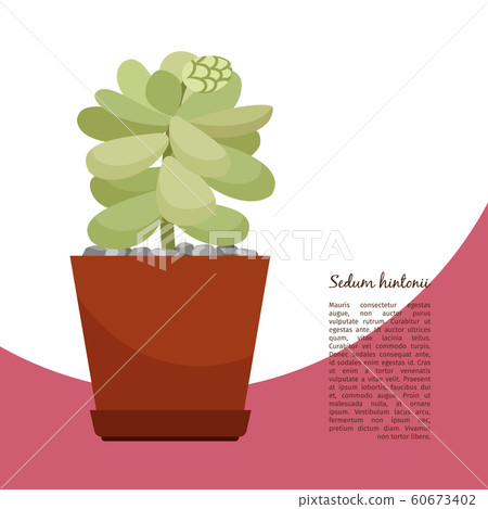 Sedum hintonii plant in pot banner 60673402