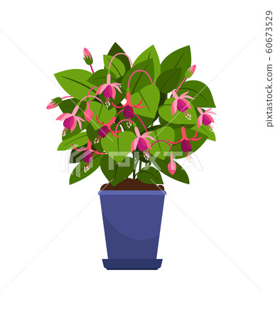 Fuchsia house plant 60673529