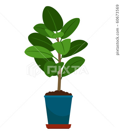 Ficus house plant in flower pot 60673569