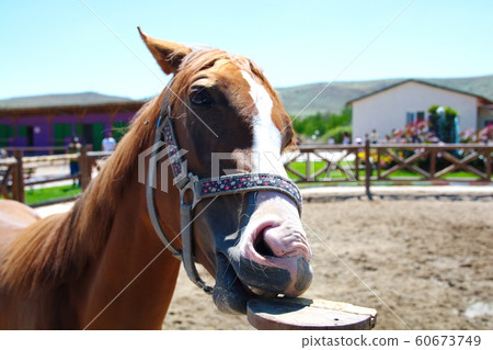 rider race horse 60673749