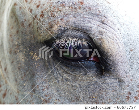 horse eye close up 60673757
