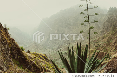 Close up of yucca plants and rocky mountains in background in Xo-xo valley in Santo Antao island, Cape Verde 60674013