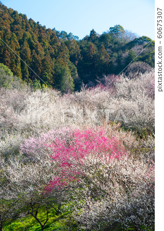 梅花盛開Takao Umego Ume Festival Kinoshizawa Umebayashi(東京八王子市)2019年3月 梅花盛開Takao Umego Ume Festival Kinoshizawa Umebayashi(東京八王子市)2019年3月 60675307
