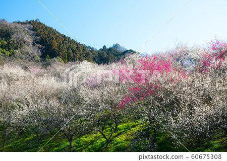 Takao Umego Ume Festival Kinoshizawa Umebayashi和Mt. Kumagusu(東京八王子市)2019年3月 Takao Umego Ume Festival Kinoshizawa Umebayashi和Mt. Kumagusu(東京八王子市)2019年3月 60675308