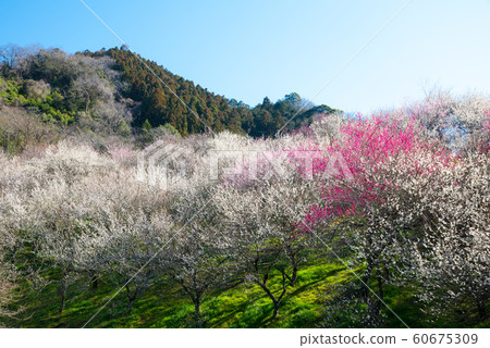 Takao Umego Ume Festival Kinoshizawa Umebayashi和Mt. Kumagusu(東京八王子市)2019年3月 Takao Umego Ume Festival Kinoshizawa Umebayashi和Mt. Kumagusu(東京八王子市)2019年3月 60675309