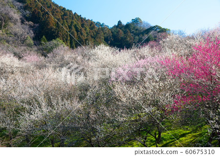 梅花盛開Takao Umego Ume Festival Kinoshizawa Umebayashi（東京八王子市）2019年3月 60675310