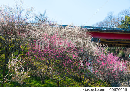 Takao Plum Town Kinoshita Plum Forest (Hachioji City, Tokyo) March 2019 60676036