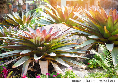 Ornamental plants in the garden - Tropical plant 60681564