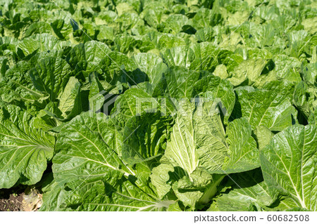 大白菜栽培(11月) 大白菜栽培(11月) 60682508