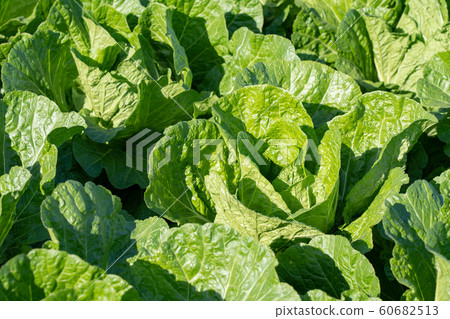 大白菜栽培(11月) 大白菜栽培(11月) 60682513