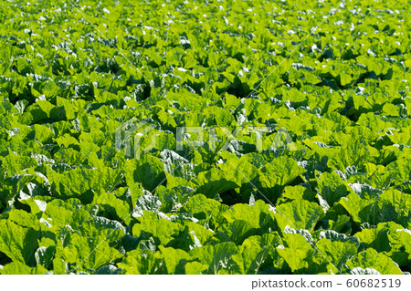 大白菜栽培(11月) 大白菜栽培(11月) 60682519