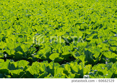 大白菜栽培(11月) 大白菜栽培(11月) 60682529