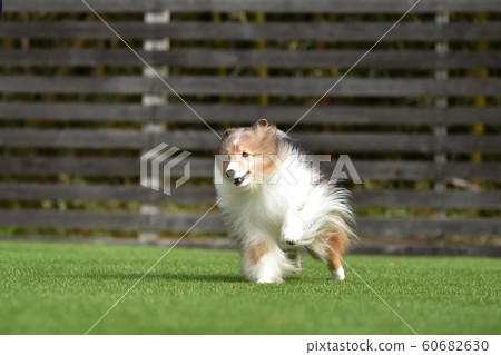 Sheltie Sheltie 60682630