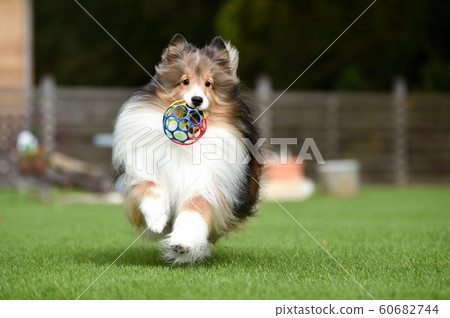 Sheltie Sheltie 60682744