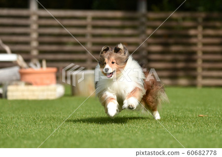Sheltie 60682778