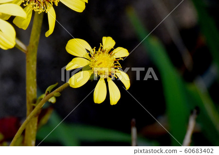 開花在三鷹中原的黃色Tsubaki花 開花在三鷹中原的黃色Tsubaki花 60683402