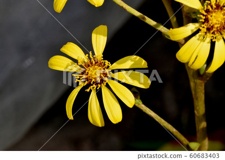 開花在三鷹中原的黃色Tsubaki花 開花在三鷹中原的黃色Tsubaki花 60683403