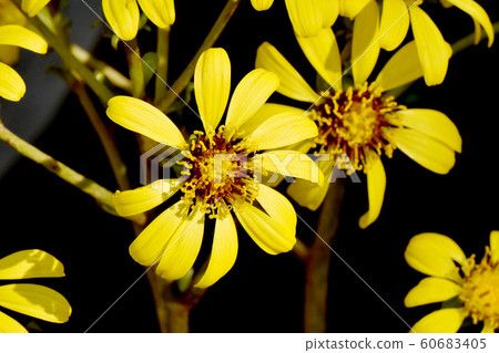 開花在三鷹中原的黃色Tsubaki花 開花在三鷹中原的黃色Tsubaki花 60683405