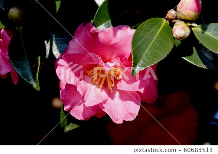 Pink beetle flowers blooming in Mitaka Nakahara 60683513