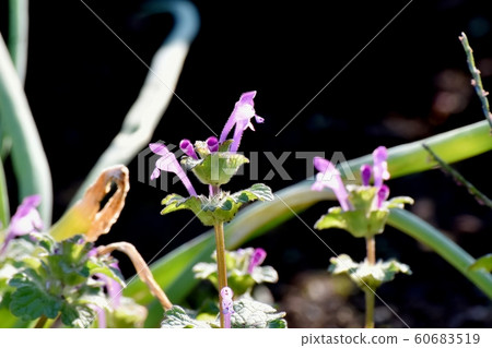 蒼白的紫色photokenosa盛開在三鷹中原 60683519