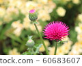 Beautiful thistle flower great for use as a background 60683607