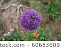Allium flower good for use as a background 60683609