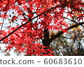 Maple leaf in autumn day good for background use 60683610