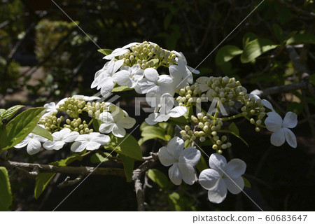 瓊花 60683647