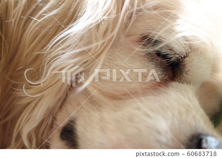 Dog sleeping face american cocker spaniel 60683718