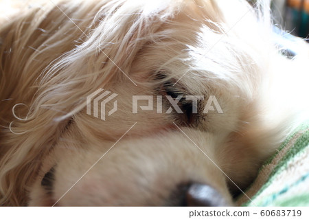 Dog sleeping face american cocker spaniel 60683719
