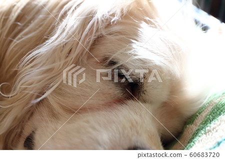狗睡覺臉美國可卡犬 60683720