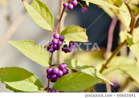 成為中原三鷹的小mas的果實 成為中原三鷹的小mas的果實 60683841