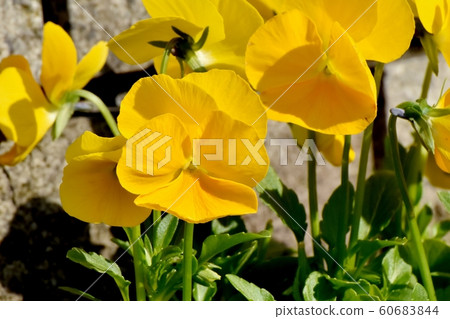 Yellow pansy flowers blooming in Mitaka Nakahara Yellow pansy flowers blooming in Mitaka Nakahara 60683844
