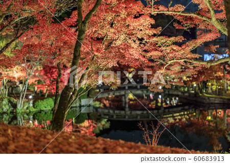 Eye leaves lit up in Eikendo 60683913