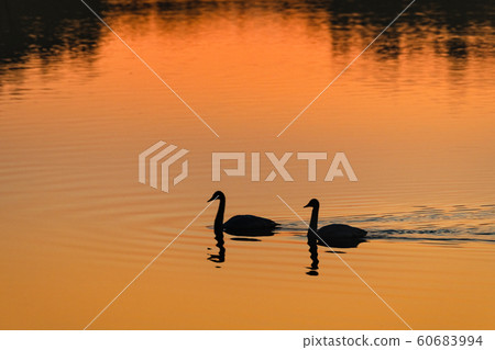 Two swans swimming on the surface of the lake Two swans swimming on the surface of the lake 60683994