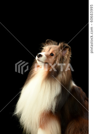 Sheltie Sheltie 60683995