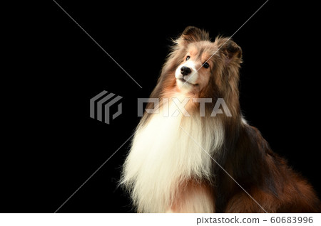 Sheltie Sheltie 60683996