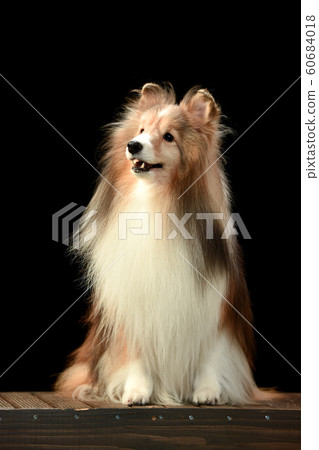 Sheltie Sheltie 60684018