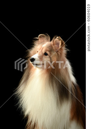 Sheltie Sheltie 60684019