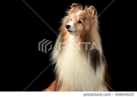 Sheltie Sheltie 60684020